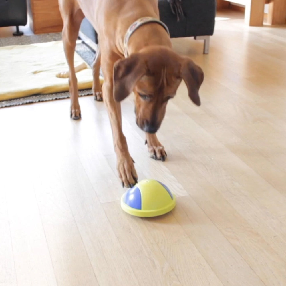 Doggie Hoverball